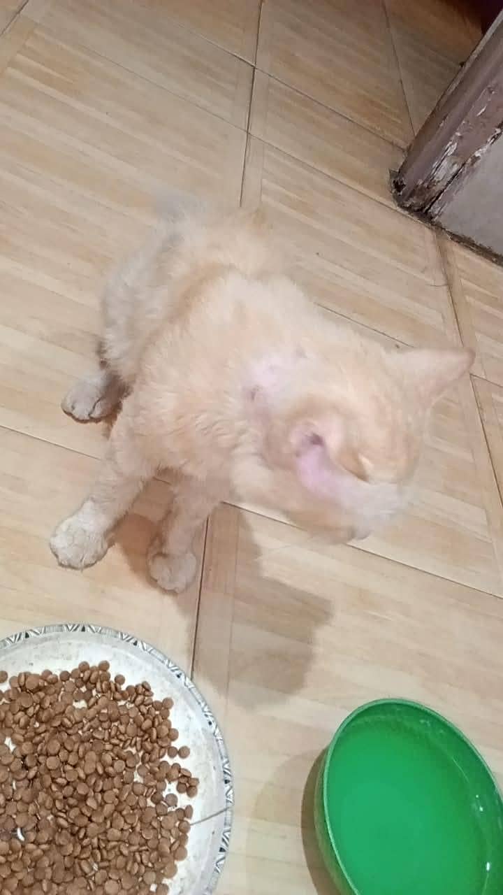 cute friendly  cat 4
