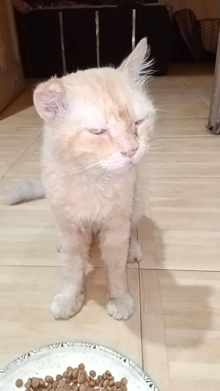 cute friendly  cat 5