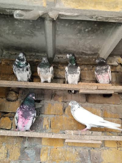 high fhlair pigeon