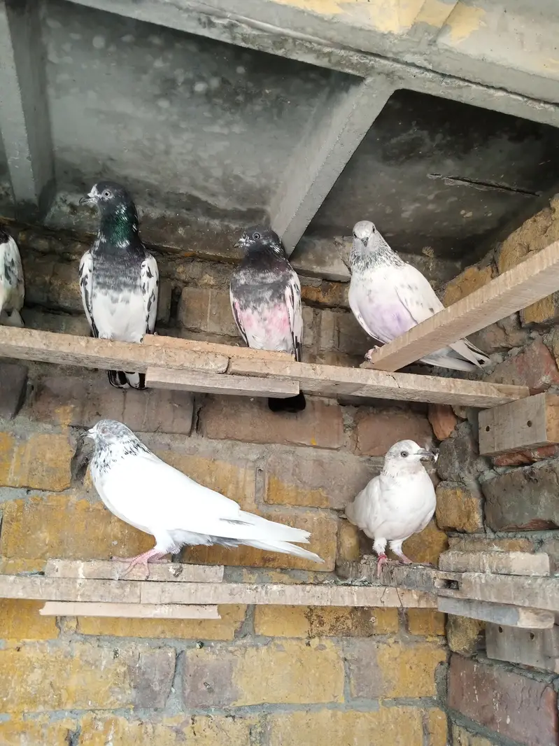 high fhlair pigeon — photo 2