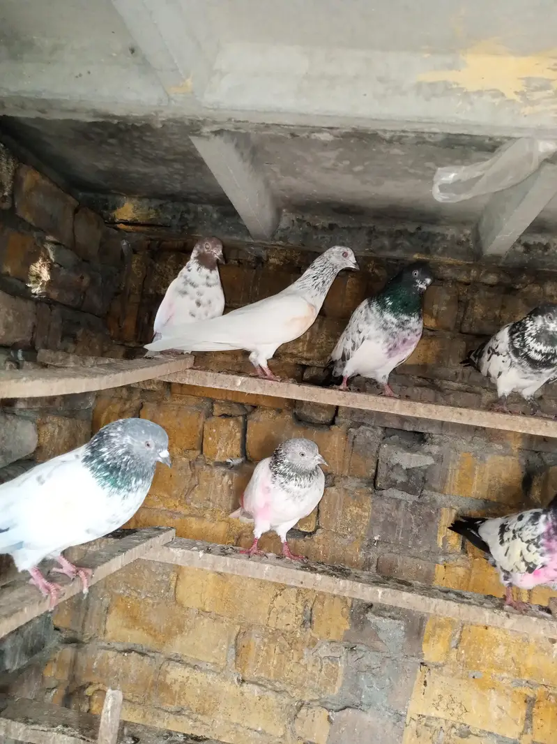 high fhlair pigeon — photo 3