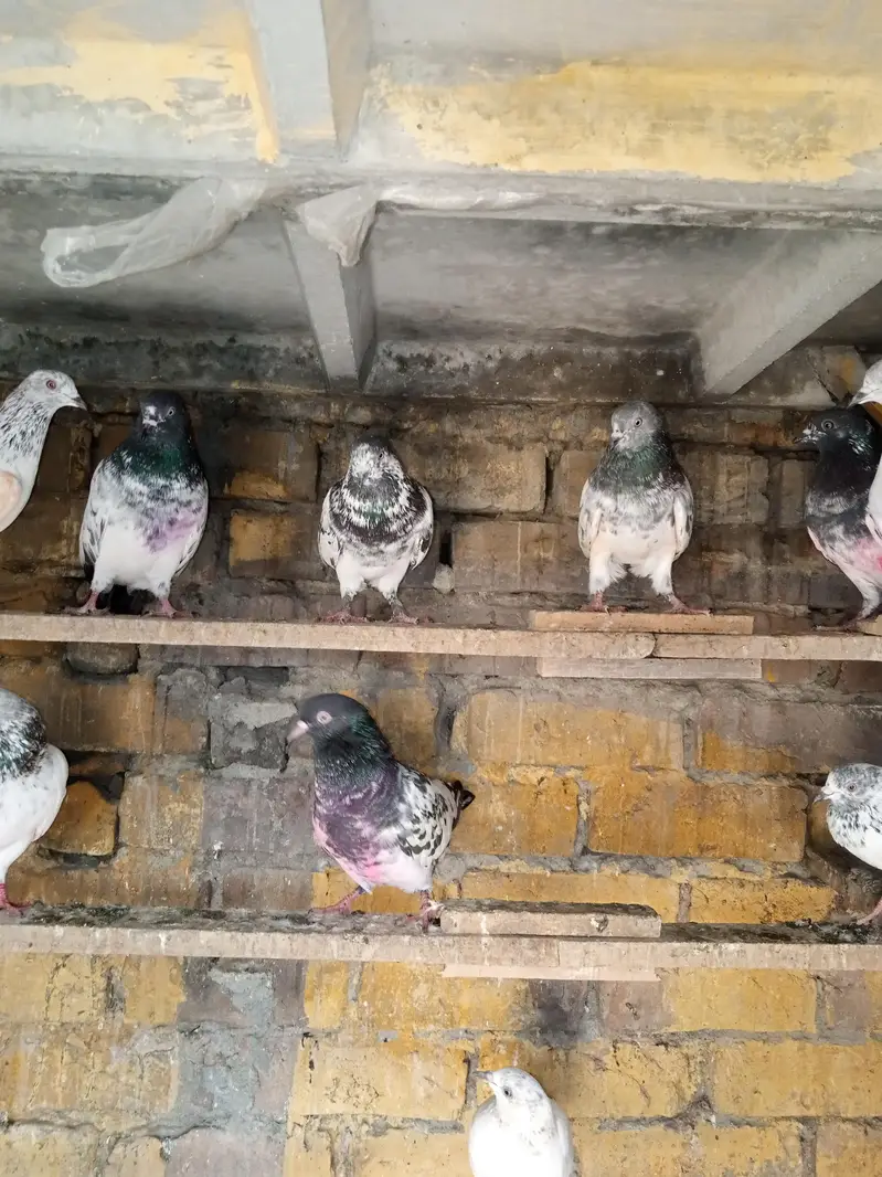 high fhlair pigeon — photo 4