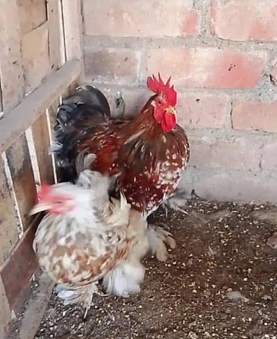 Chicks and eggs for sale