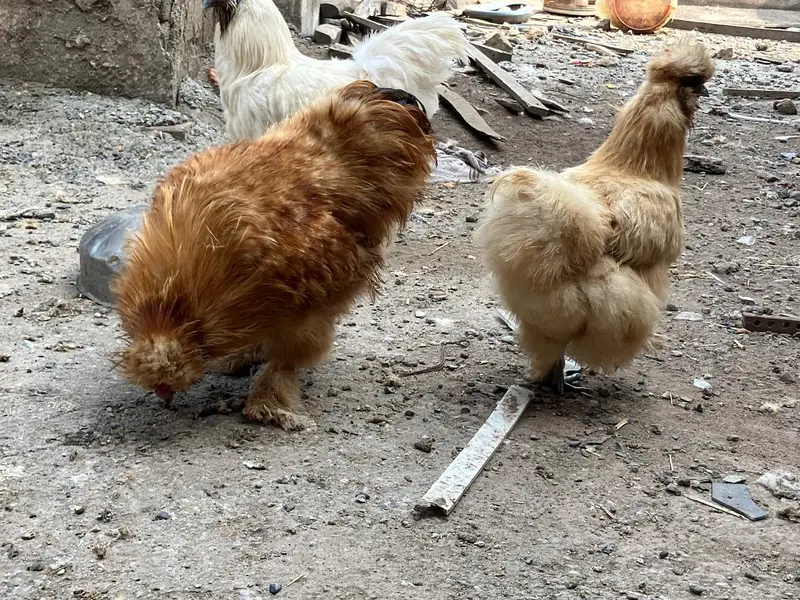 Chicks and eggs for sale — photo 2