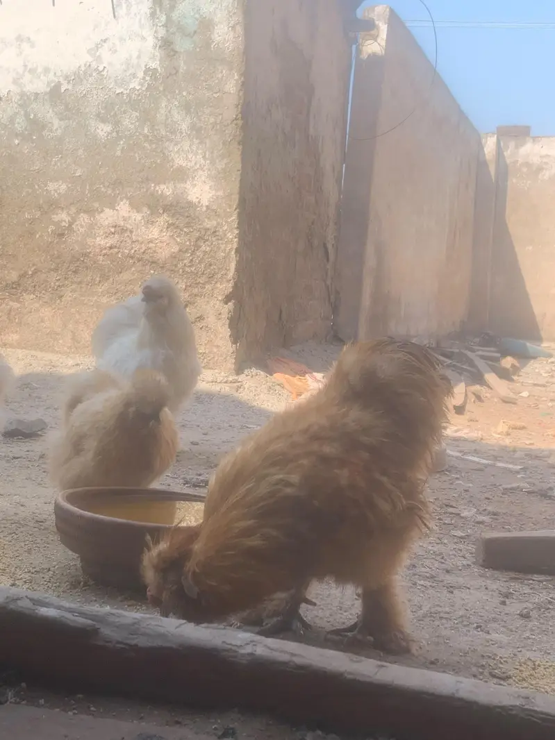 Chicks and eggs for sale — photo 3