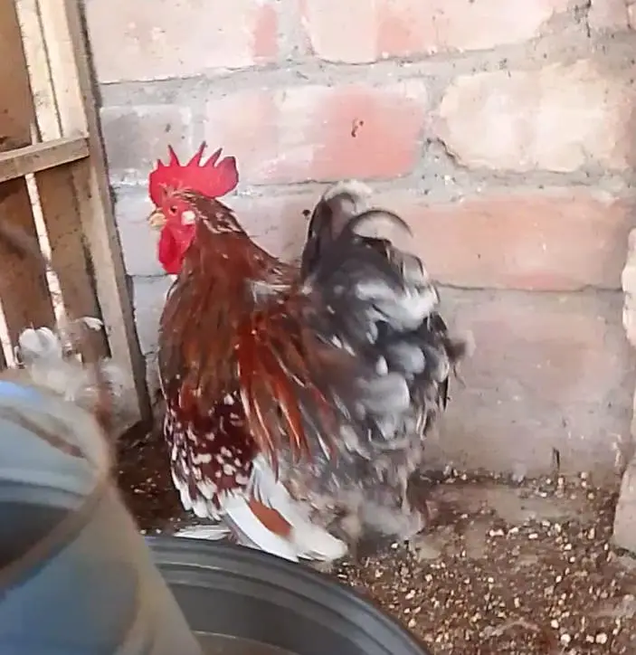 Chicks and eggs for sale — photo 4