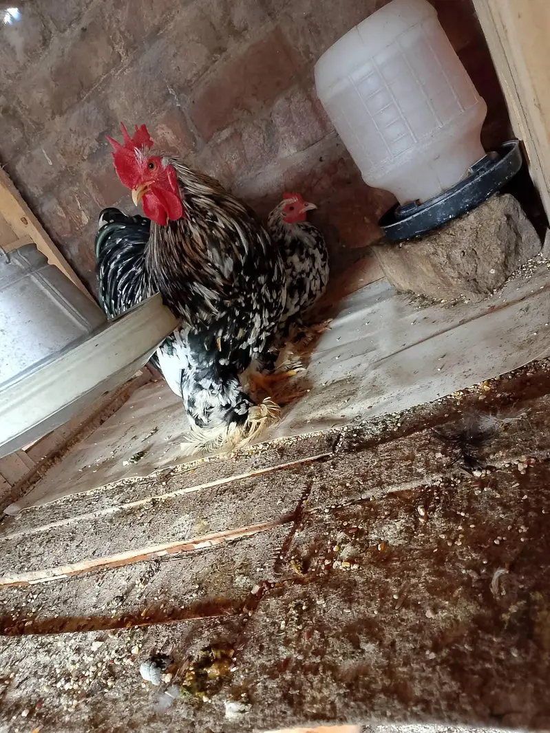 Chicks and eggs for sale — photo 5