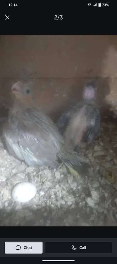 Parrots Sada Bahar Cage for sale 03175389355