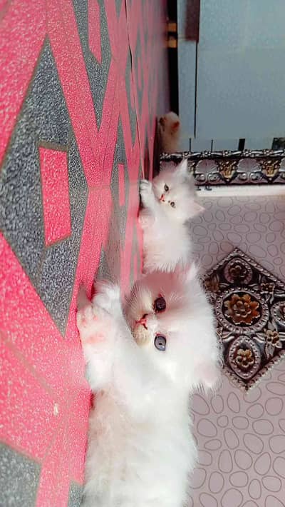 Owais Amhed