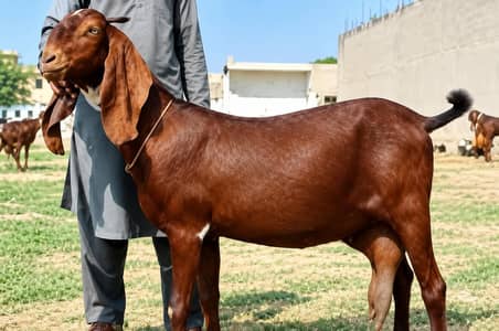 deasi bakri for sale 03274584705 Whatsapp number