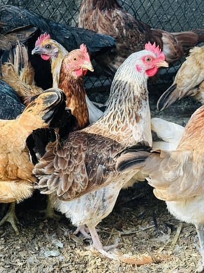 Desi murghian for sale