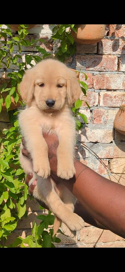 Golden Retriever Female Puppy Top Quality Available Non Pedigree