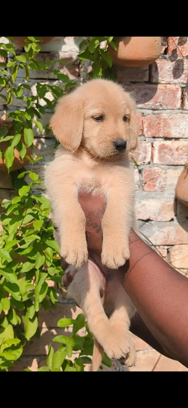 Golden Retriever Female Puppy Top Quality Available Non Pedigree — photo 2