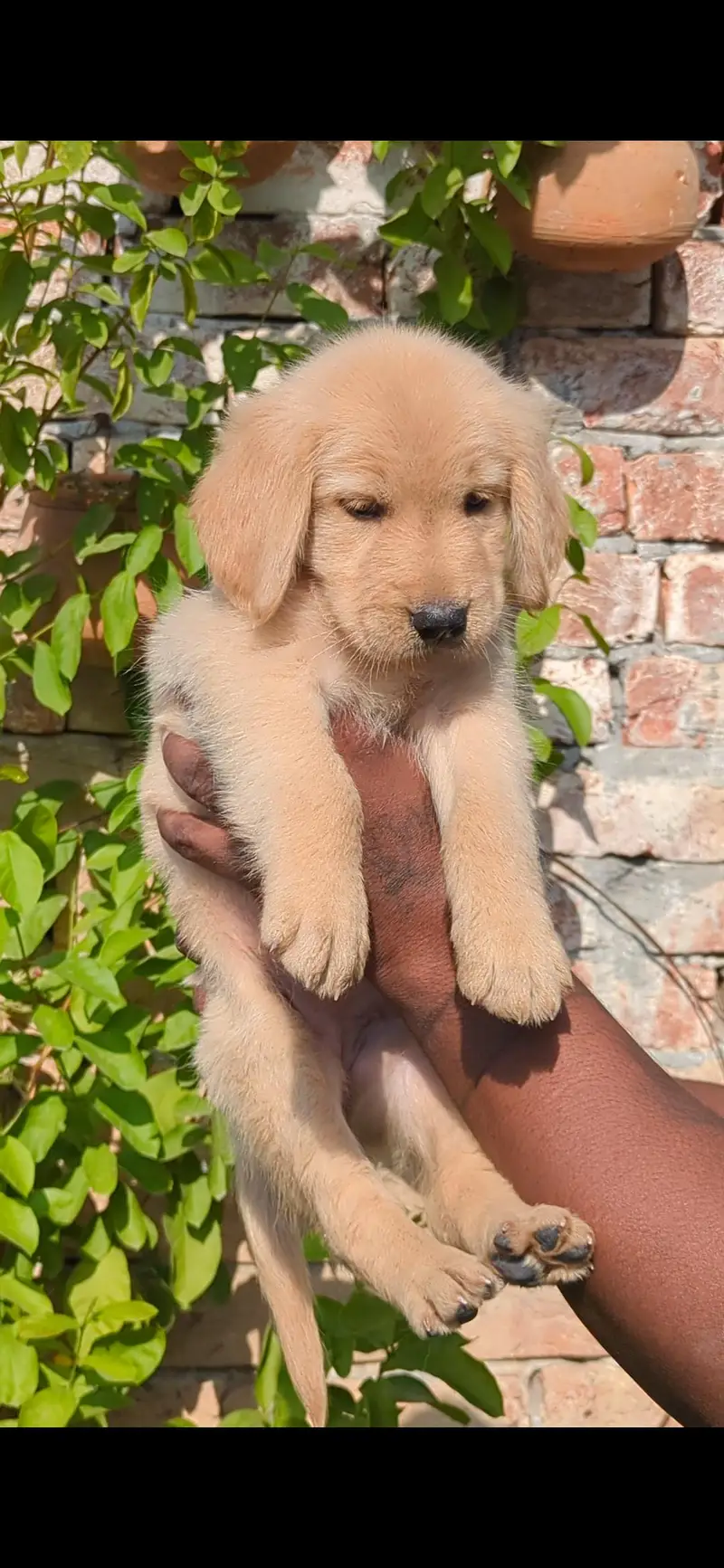 Golden Retriever Female Puppy Top Quality Available Non Pedigree — photo 3