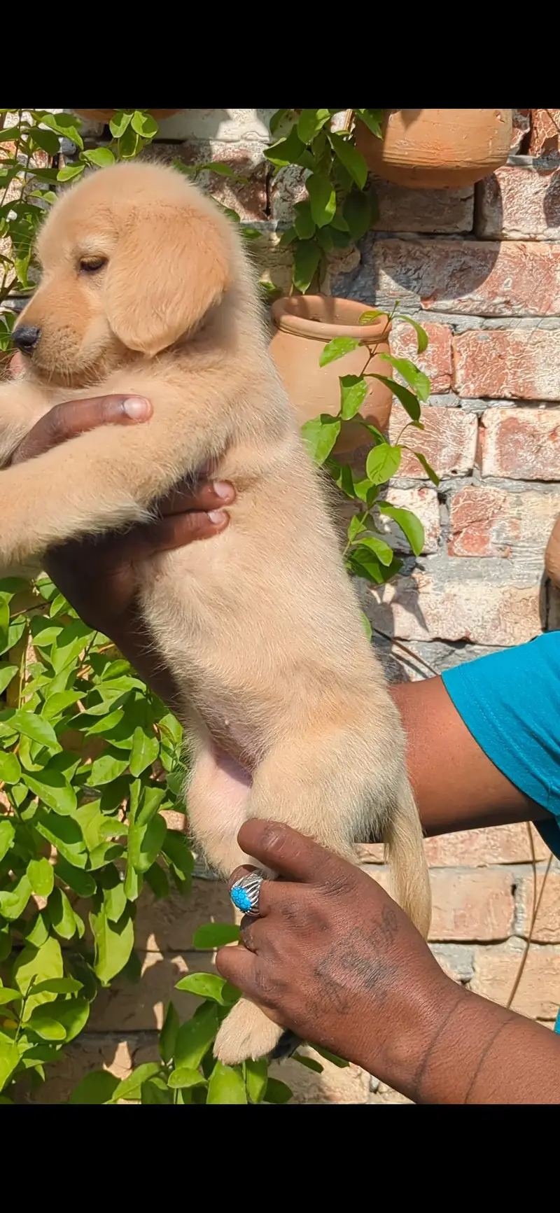 Golden Retriever Female Puppy Top Quality Available Non Pedigree — photo 4