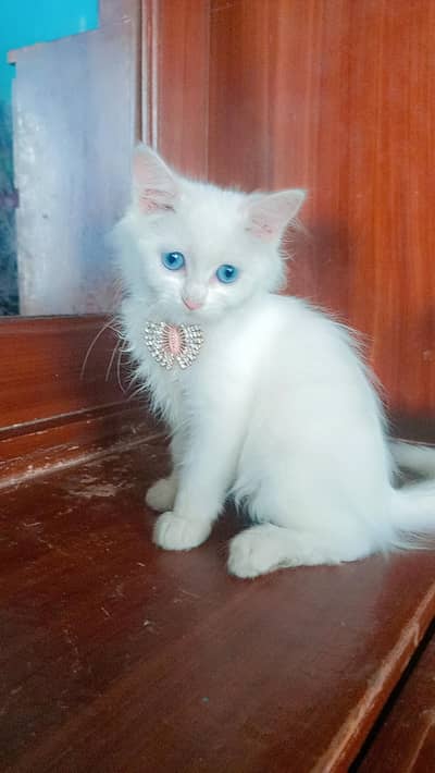 white blue eyes perisian cat