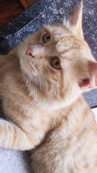 cat for sale