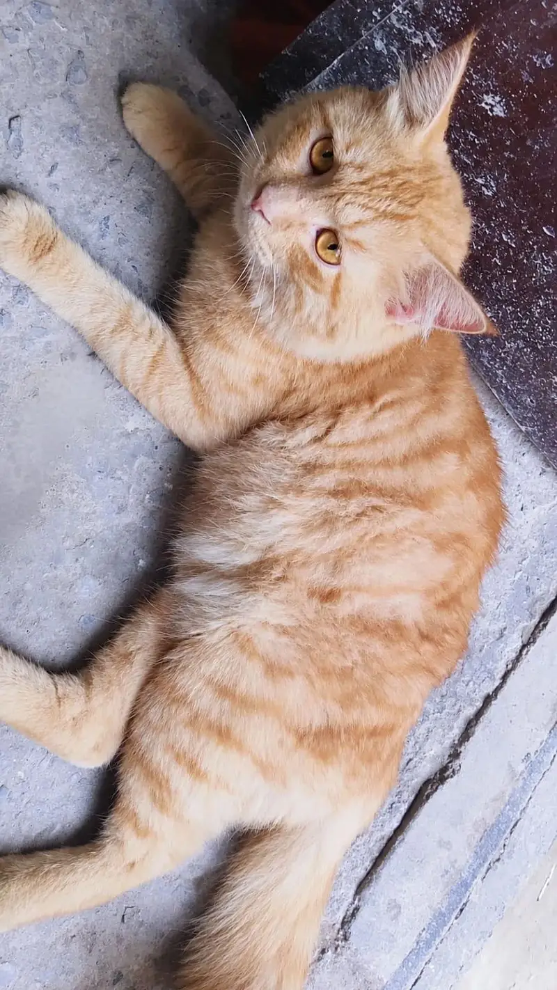 cat for sale — photo 2