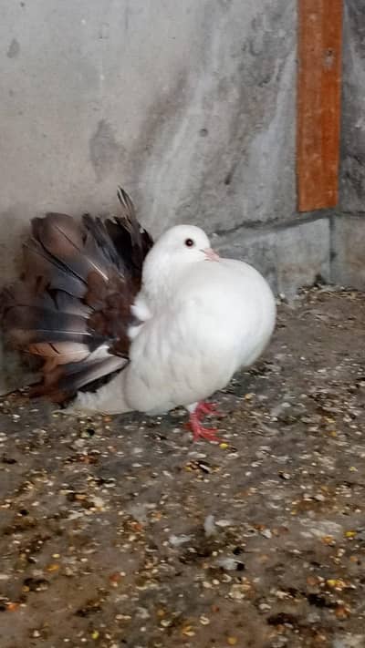 urgent sale redtail lakha pair 10 laki