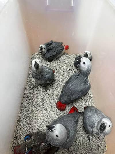 African grey parrot chicks for sale (03216170994)
