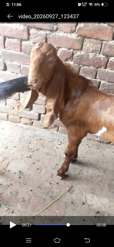 6month age hy 33hight breder qulity bucha