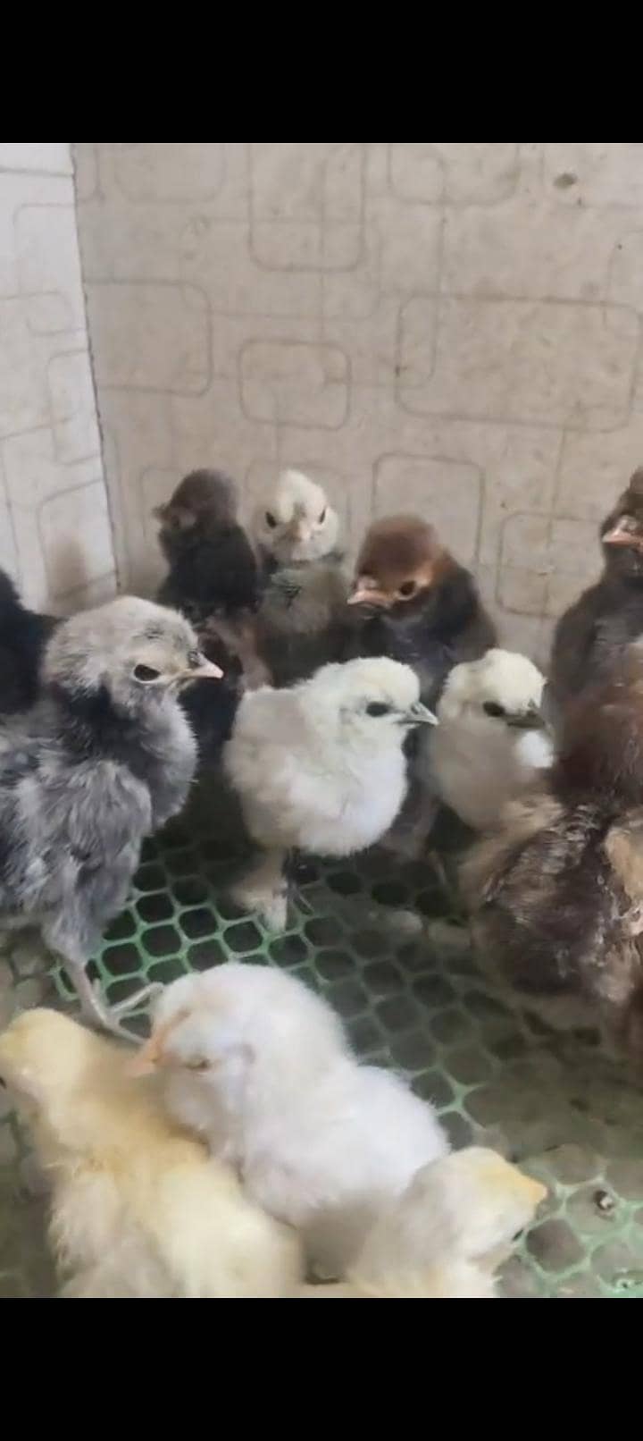 chicks 1