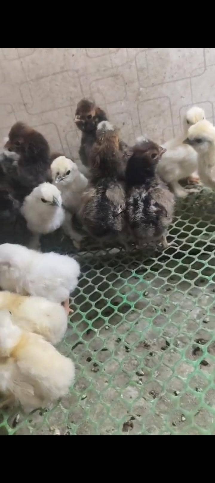 chicks 5