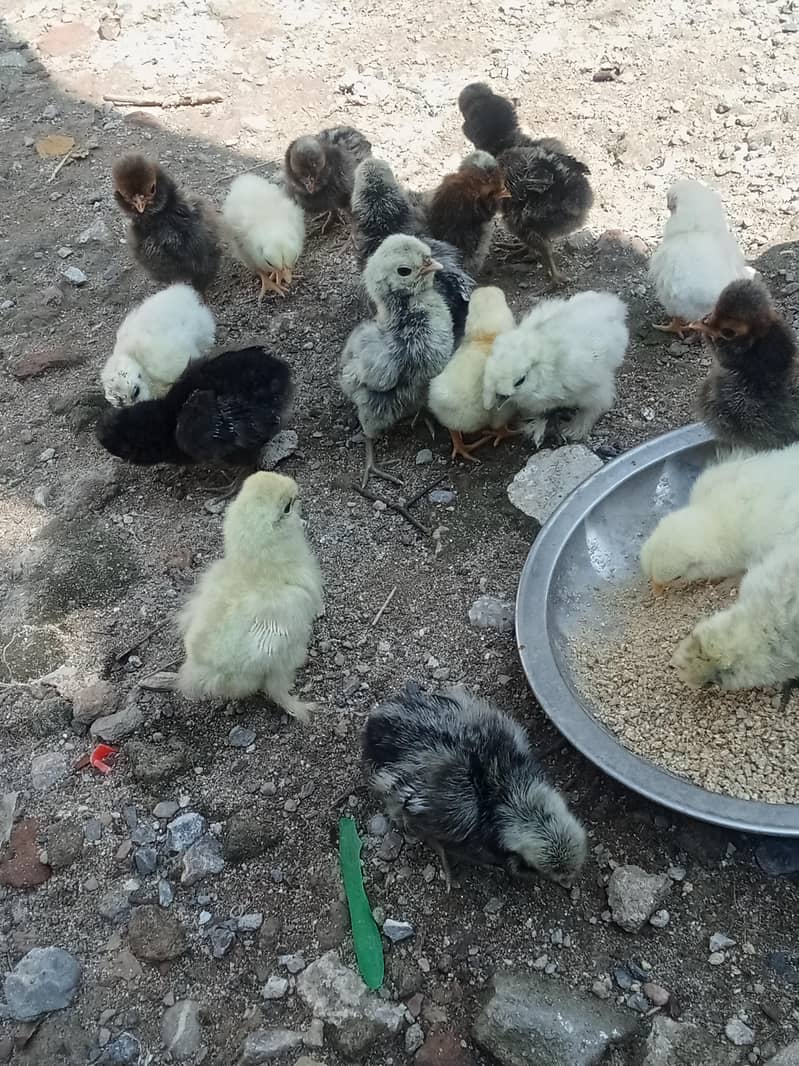 chicks 6