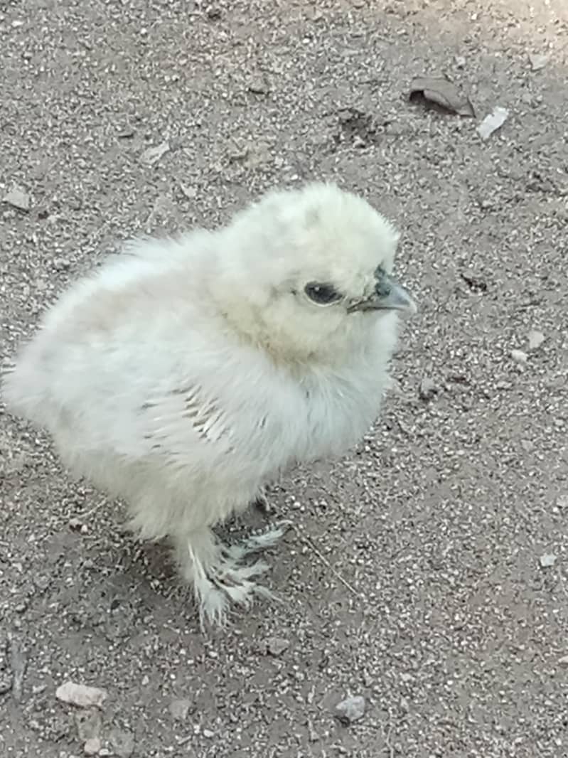 chicks 7