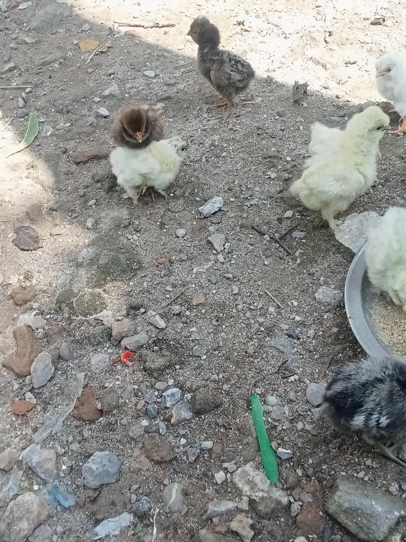 chicks 10