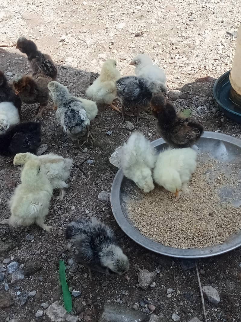 chicks 13