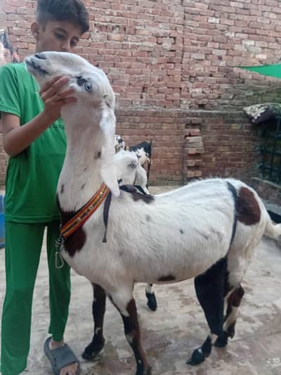 goats young and fit