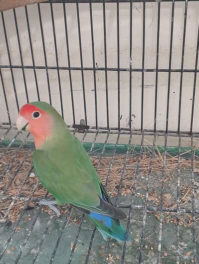 Peach Face Green lovebird