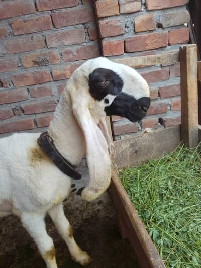 male sheep bohat achi nasal ka ghr ka pala huwa