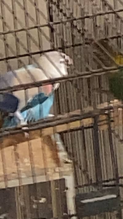 2 pair  of love birds