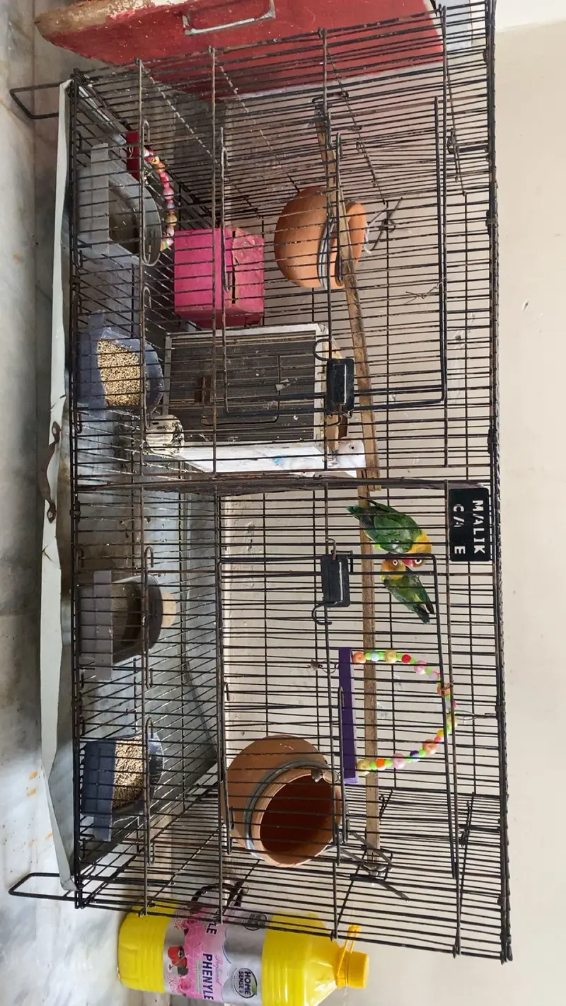2 pair  of love birds with lohy ka double cage — photo 2