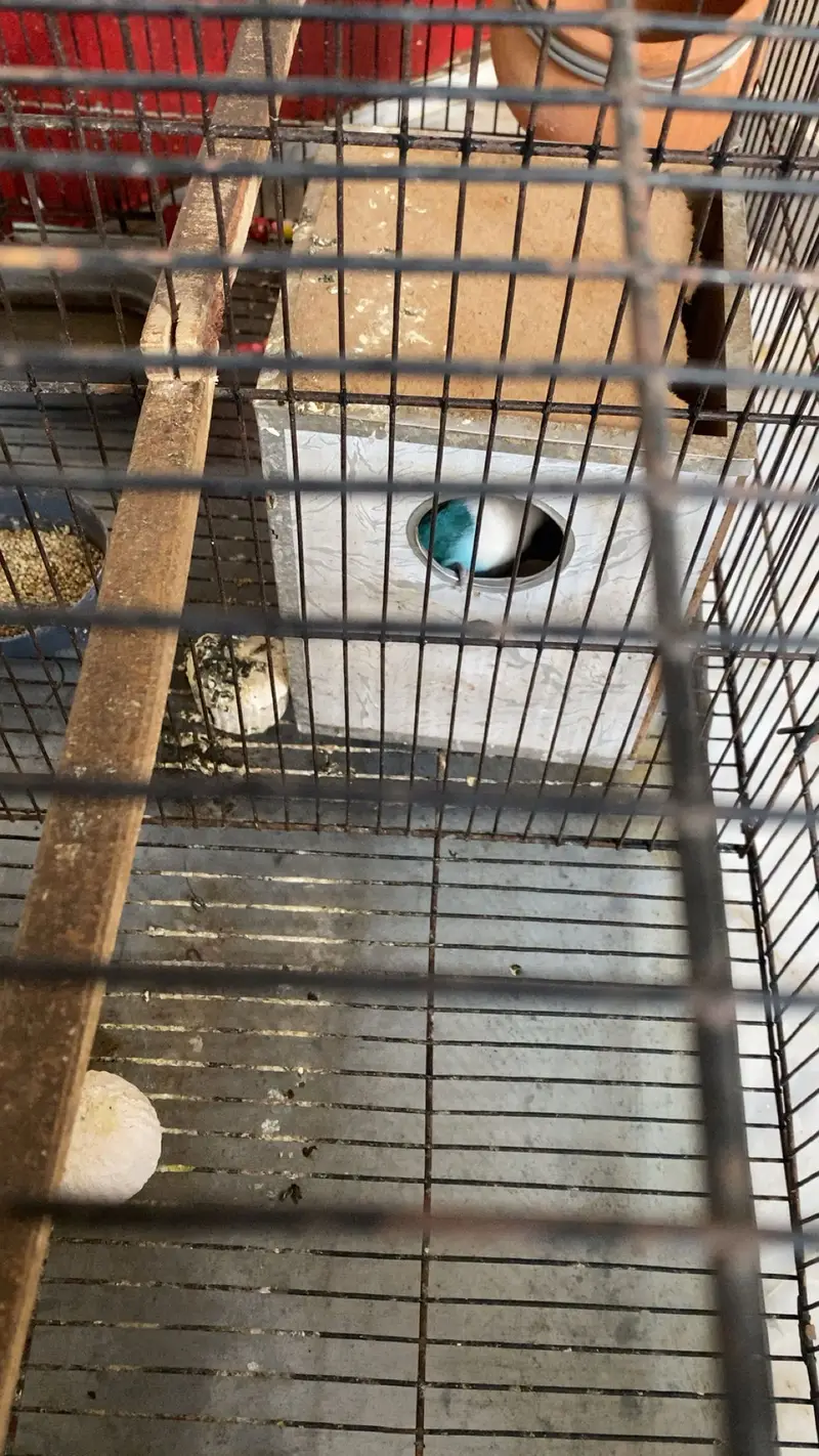 2 pair  of love birds with lohy ka double cage — photo 4