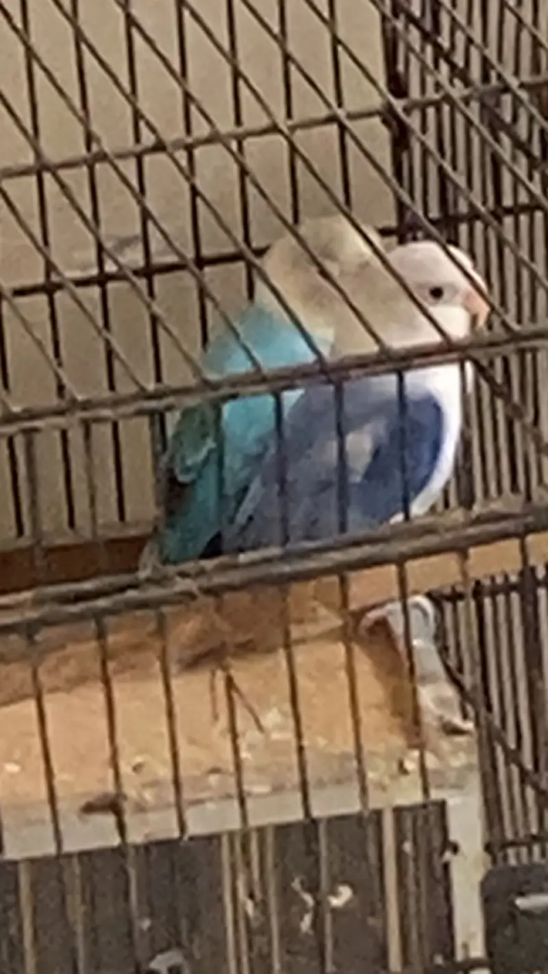 2 pair  of love birds with lohy ka double cage — photo 5