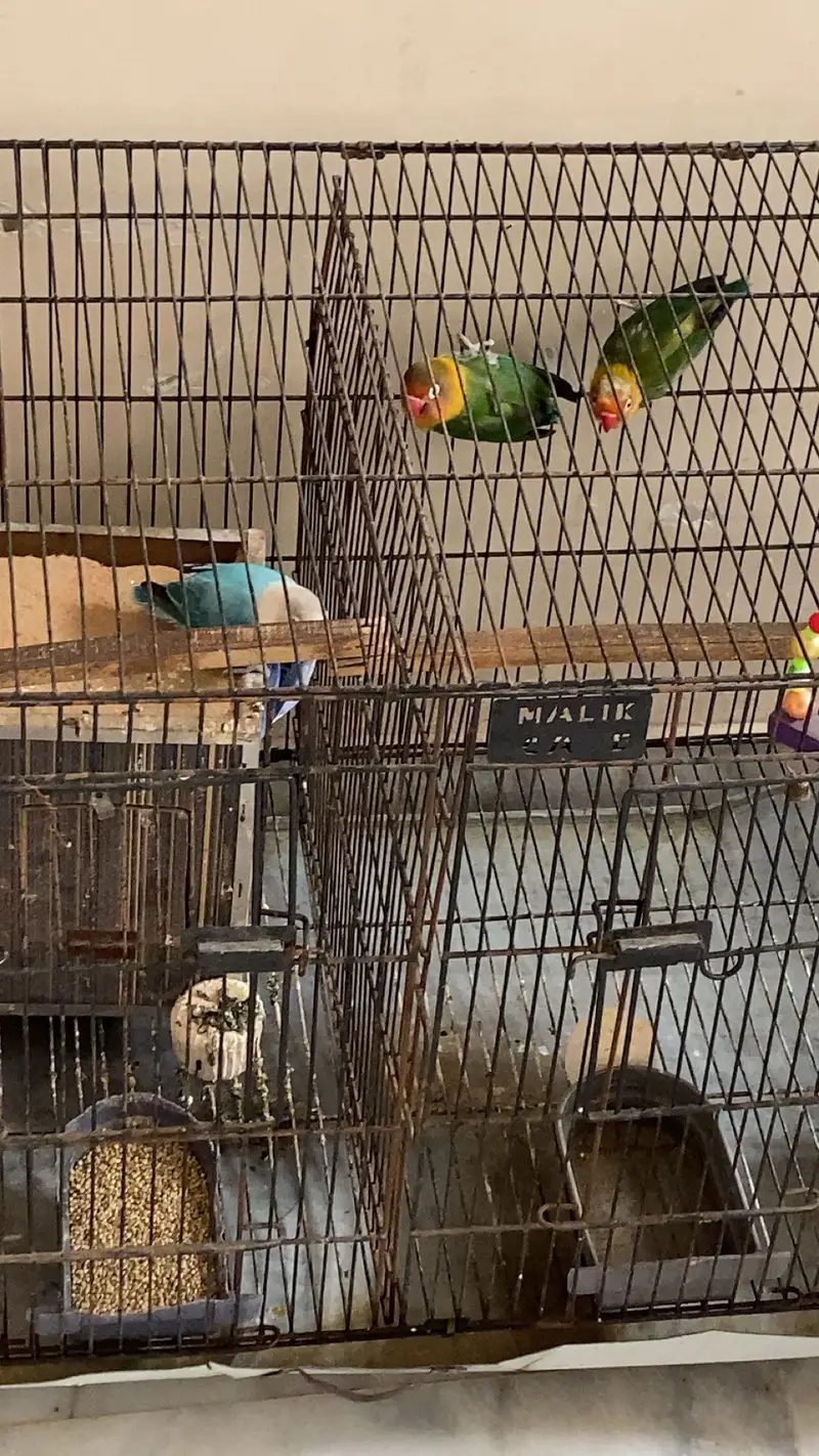 2 pair  of love birds with lohy ka double cage — photo 9