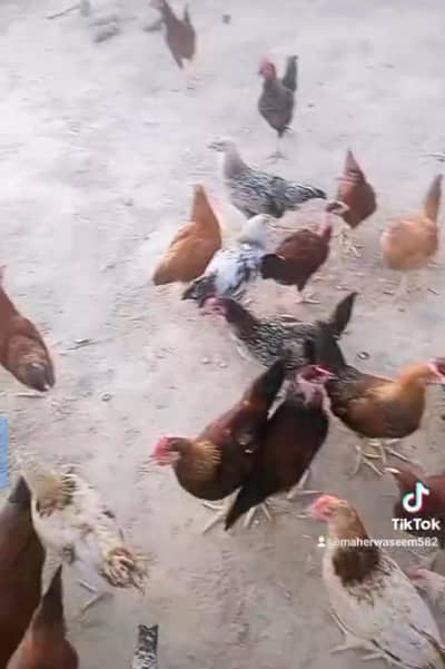 Sahiwal Me 130 Desi Murghay For Sale - 03085715688*