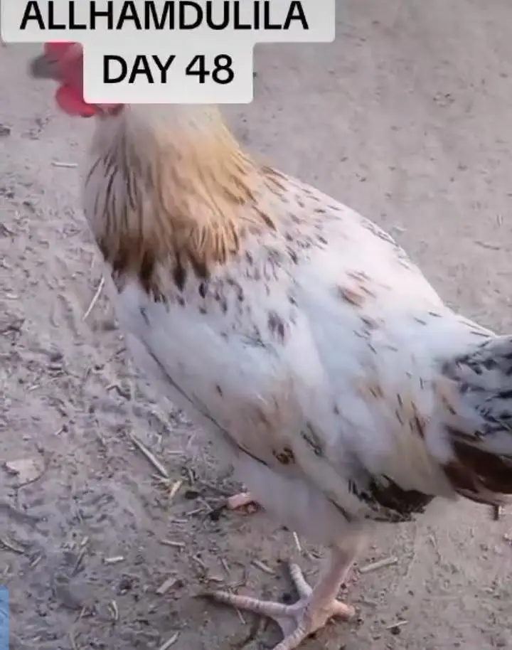 Sahiwal Me 130 Desi Murghay For Sale - 03085715688* — photo 2