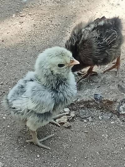chicks