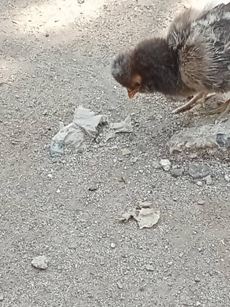 chicks 1
