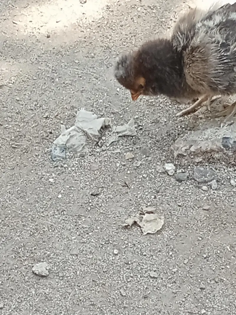 chicks — photo 2
