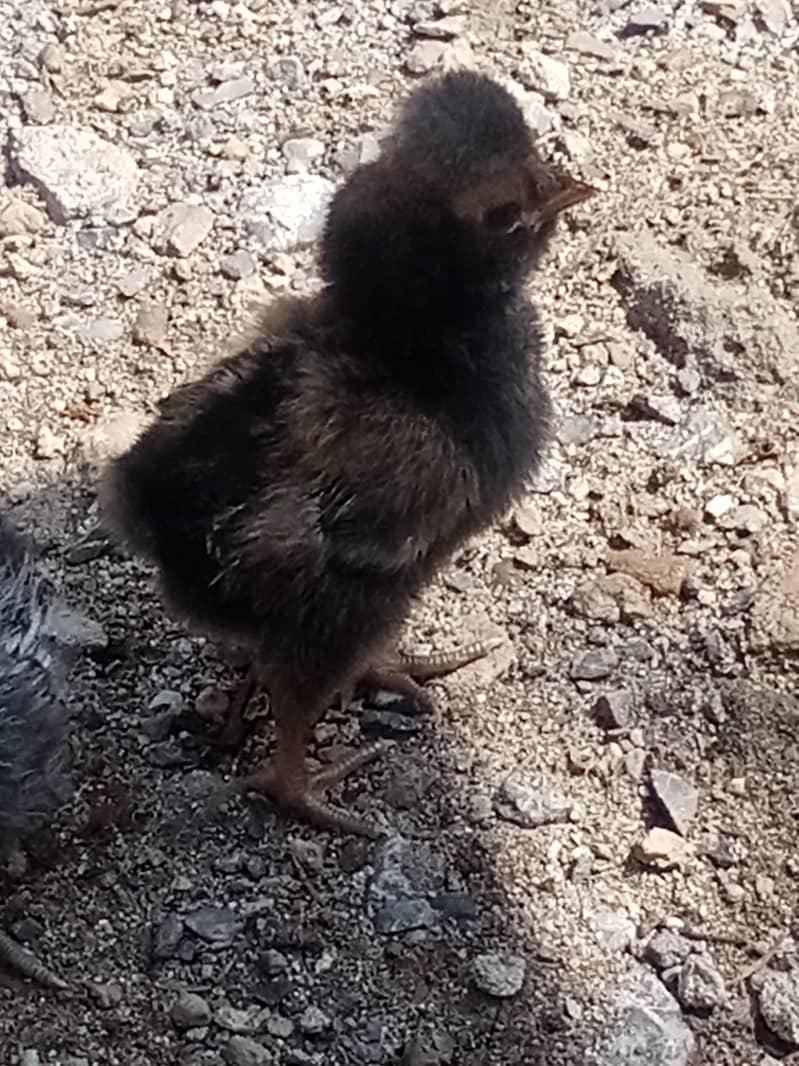 chicks 2