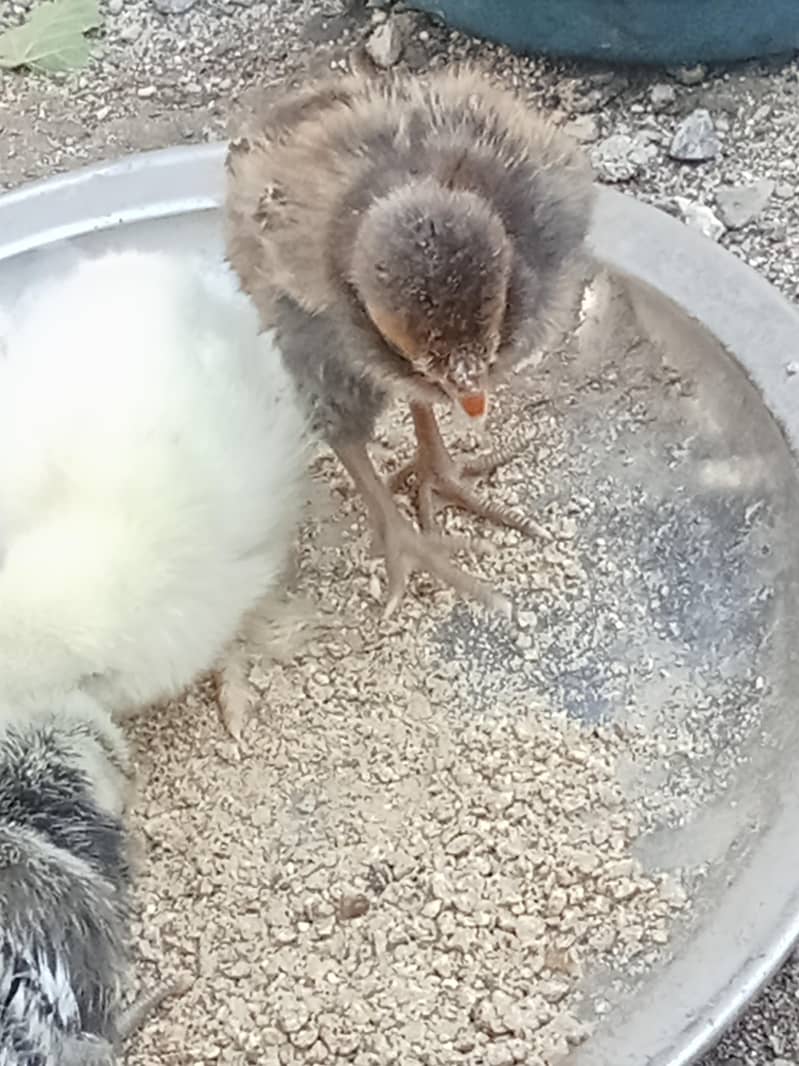 chicks 3