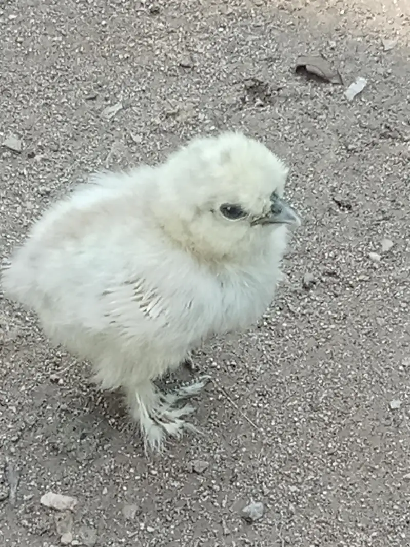 chicks — photo 5