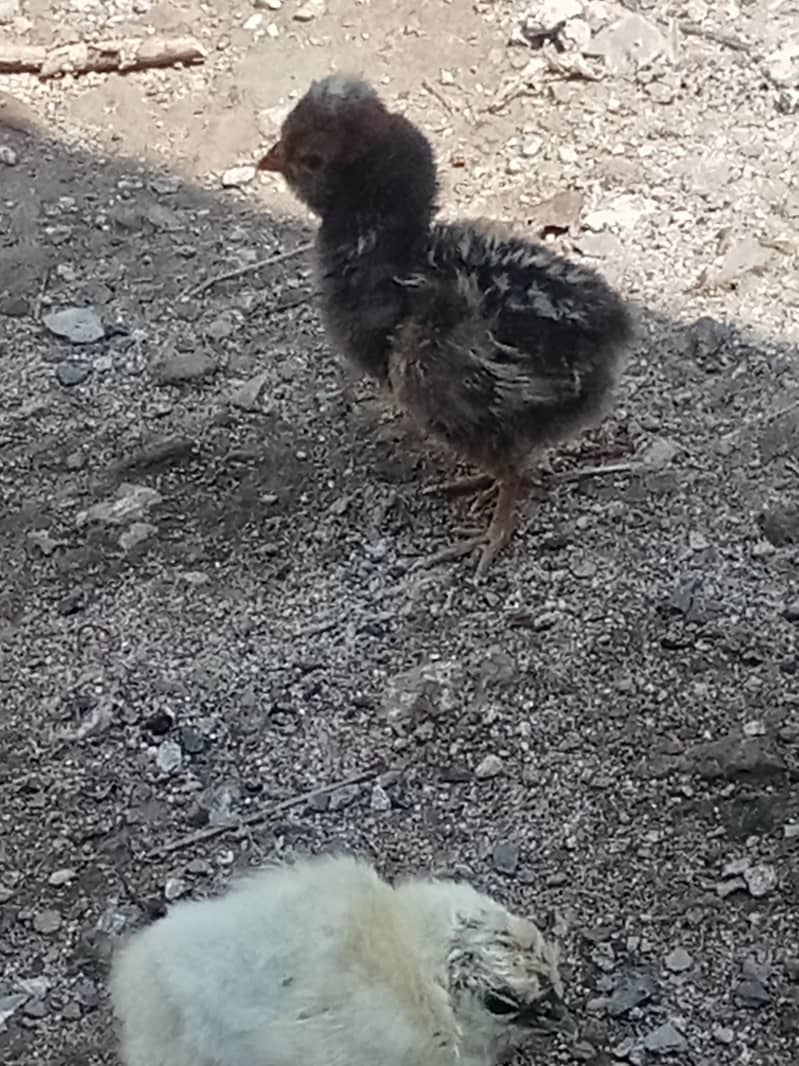 chicks 5