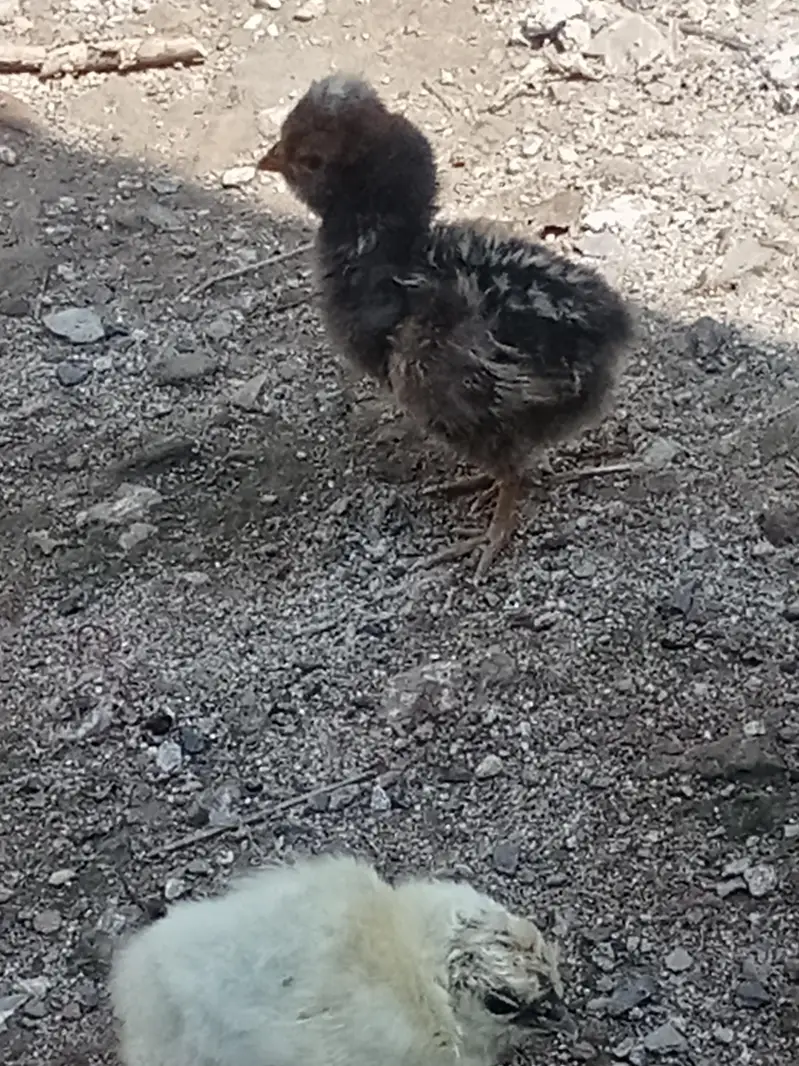 chicks — photo 6