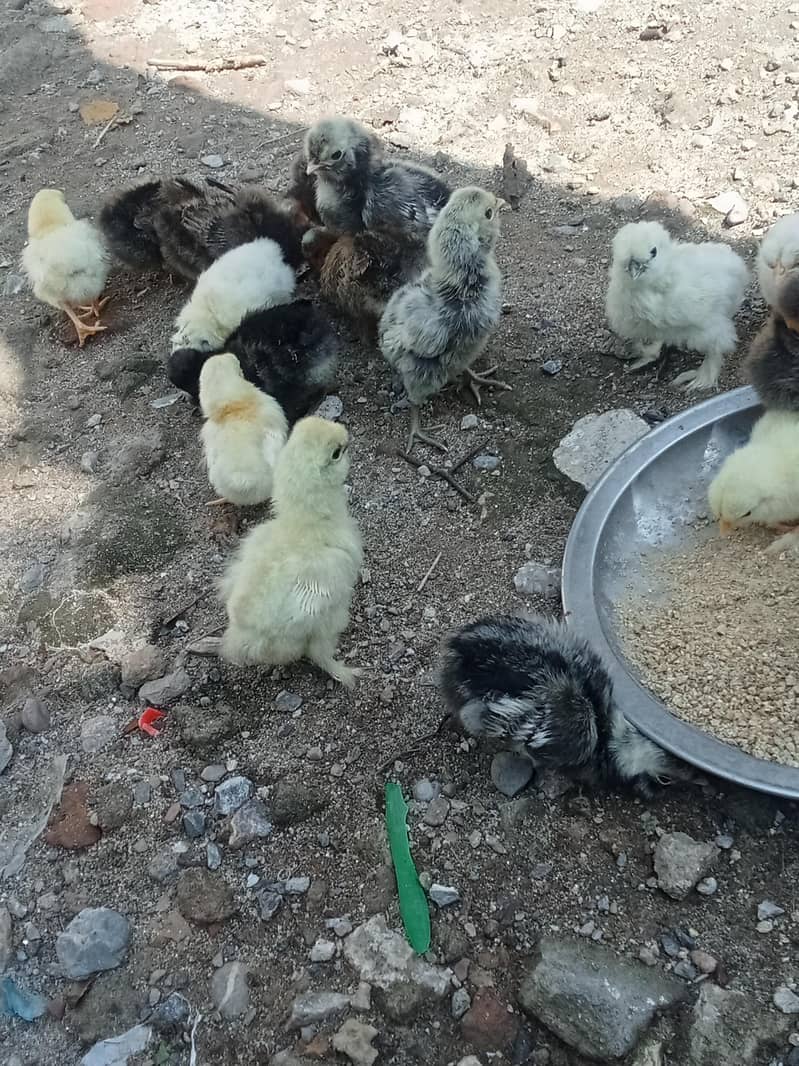 chicks 7
